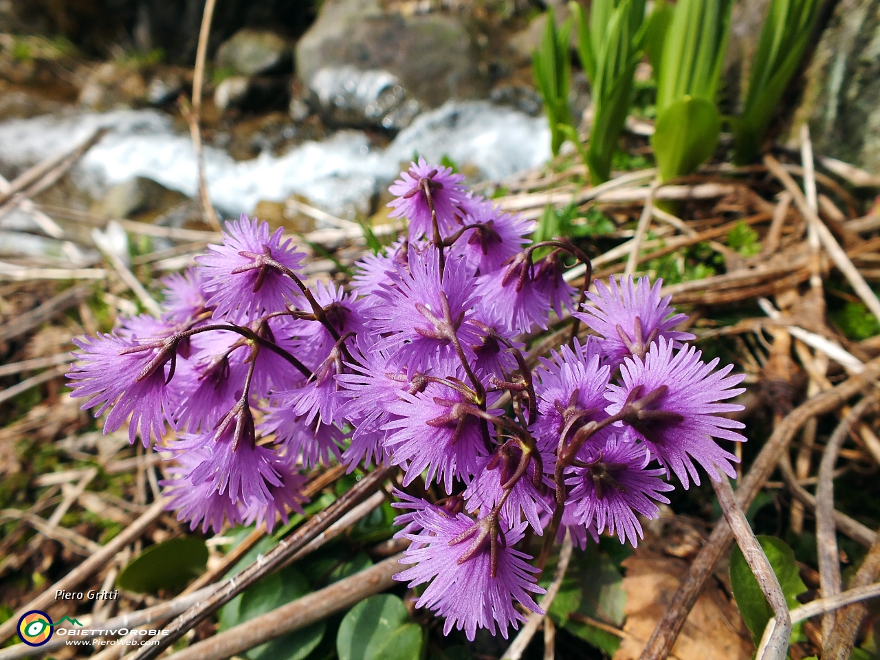 09 Soldanella alpina.JPG